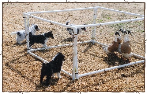 puppiesducks
